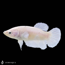【動画】 メス ベタ (b8712) タイ産 熱帯魚 プラカット ホワイト_画像2