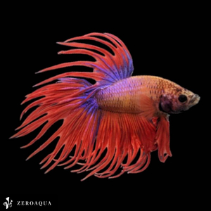 [ animation ] male betta (b8774) Thai production tropical fish Crown tail orange Red Bull -