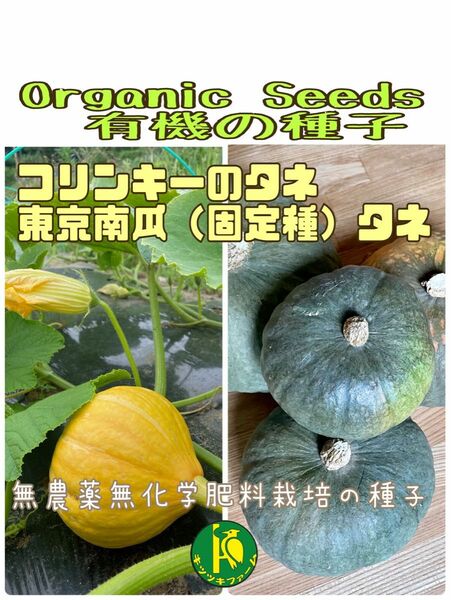 コリンキーの種子5粒と東京カボチャ（固定種）の種子13粒　無農薬無化学肥料栽培・有機の種子