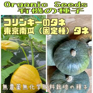 コリンキーの種子5粒と東京カボチャ（固定種）の種子13粒　無農薬無化学肥料栽培・有機の種子