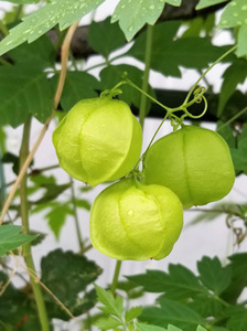 ◎種◎夏のつるものミックス 朝顔、風船かずらなど♪送料73