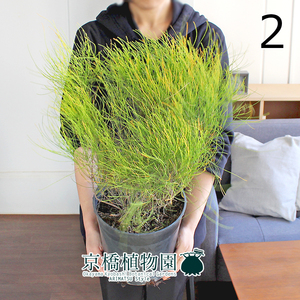 【現品】カスアリナ・グラウカ 7号（2）Casuarina glauca