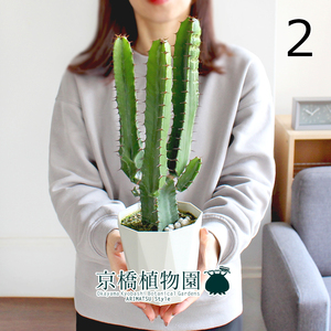 【現品】ユーフォルビア・ダイウンカク（大雲閣） 4号 白鉢（2）Euphorbia acrurensis