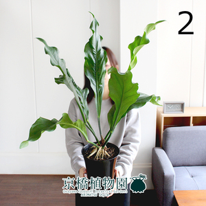 【現品】アンスリウム・フーケリー 6号 黒鉢（2）Anthurium hookeri