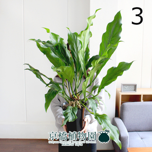 【現品】アンスリウム・フーケリー 6号 黒鉢（3）Anthurium hookeri