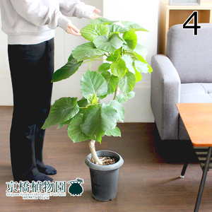 【現品】フィカス・ウンベラータ 6号 曲がり 黒鉢（4）Ficus umbellata