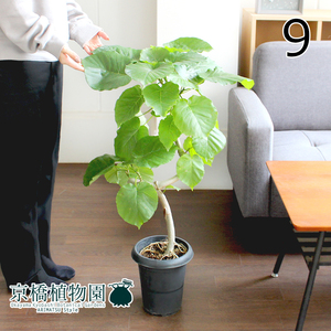【現品】フィカス・ウンベラータ 6号 曲がり 黒鉢（9）Ficus umbellata