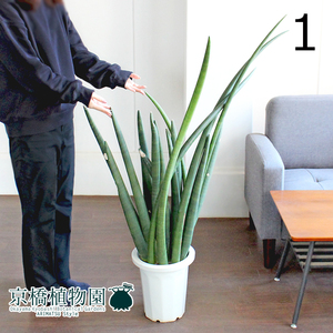 【現品】サンスベリア・ボンセレンシス 8号（1）Sansevieria boncellensis