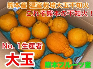 特大！熊本産 不知火 5Lサイズ約5k 11玉入り熊本フルーツ堂35