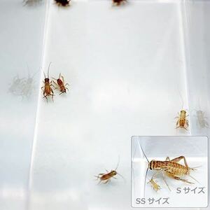 （生餌）ヨーロッパイエコオロギ SS 約30匹 爬虫類 両生類 大型魚 餌 エサ 送料無料 002