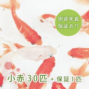 （金魚）小赤 30匹＋保障1匹 合計31匹 きんぎょ 大和郡山産 エサ金 餌金 送料無料 001