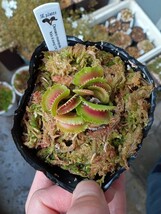 食虫植物 Dionaea muscipula Kim il-sung CK ハエトリソウ_画像2