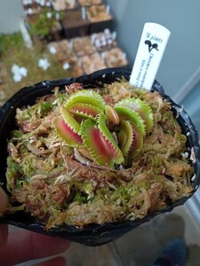 食虫植物 Dionaea muscipula Kim il-sung CK ハエトリソウ