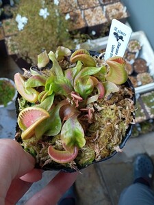 食虫植物 Dionaea muscipula Jaws smiley CP ハエトリソウ