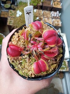 食虫植物 Dionaea muscipula　umgekrempelt seedling 実生ハエトリソウ No.2