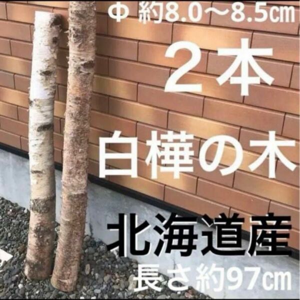 【 北海道産 】白樺の木 ２本