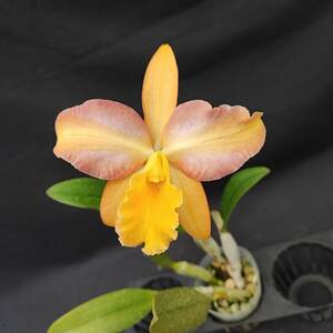 26.☆洋蘭リンカトレアンセ(Rhyncattleanthe)属☆ Rth. Mikawa Crystal ‘Rainbow Bridge’ 花付 80 size