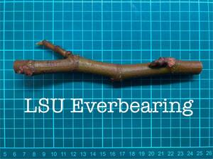 いちじく LSU Everbearing 挿し穂 1本（穂木・挿木）@502