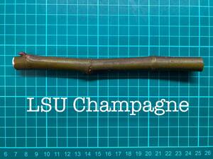 いちじく LSU Champagne 挿し穂 1本（穂木・挿木）@532