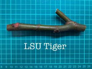 いちじく LSU Tiger 挿し穂 1本（穂木・挿木）@560