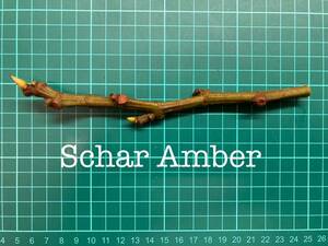 いちじく Schar Amber 挿し穂 1本（穂木・挿木）@609