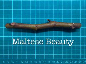 いちじく Maltese Beauty 挿し穂 1本（穂木・挿木）@639