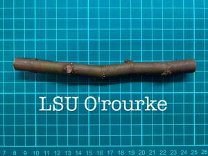 いちじく LSU O'rourke 挿し穂 1本（穂木・挿木）@646