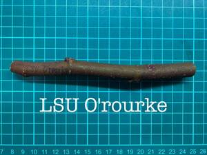 いちじく LSU O'rourke 挿し穂 1本（穂木・挿木）@695