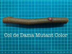 いちじく Col de Dama Mutant Color 挿し穂 1本（穂木・挿木）@701