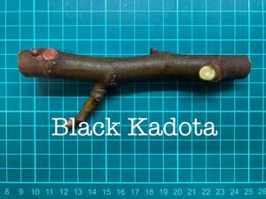 いちじく Black Kadota 挿し穂 1本（穂木・挿木）@720