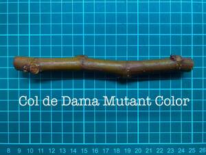 いちじく Col de Dama Mutant Color 挿し穂 1本（穂木・挿木）@725