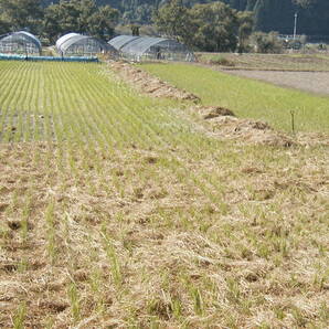 特におにぎりにしたら最高です  自然栽培 ２０年以上農薬を使わず１０年以上肥料を使わず作ってます 日本晴 １０㌔ 玄米食に最適ですの画像2