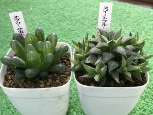 多肉植物 ハオルチア 2点セット① 