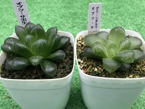 多肉植物 ハオルチア オブツーサ2点セット 