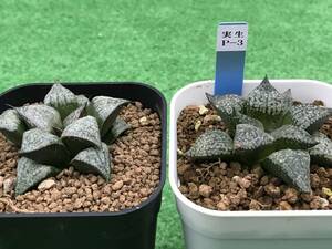 多肉植物 ハオルチア 2点セット③ 