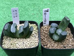 多肉植物 ハオルチア 2点セット⑦ 