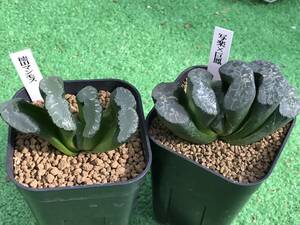 多肉植物 ハオルチア 玉扇2点セット 