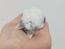 ＊obu＊ハンドメイド＊ 羊毛フェルト　猫 和猫 ごろ寝 サバトラ白猫 ねこ へそ天 爆睡 手のひらサイズ_画像8