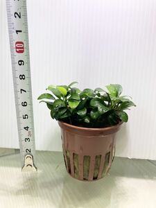 アヌビアス バルテリー ダークエンジェル1POT 水草 陰性水草　(検索 コリドラス 植物 ロタラ 熱帯魚 水槽 ADA シュリンプ ブセファランドラ