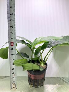 アヌビアス ナナ オバリス1POT 水草 陰性水草 (検索 クリプトコリネ 植物 ロタラ 熱帯魚 水槽 ADA シュリンプ ブセファランドラ コリドラス