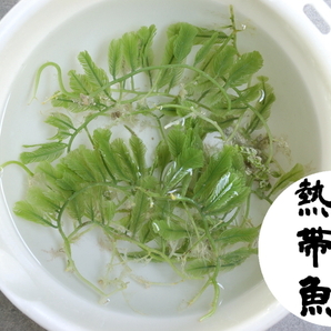 「タカノハヅタ」枝葉10枚分 送料無料 ポスト便【美ら海熱帯魚】の画像1