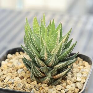 ハオルチア　鼓笛錦　Haworthia 'Koteki Nishiki' 斑入り　子株付き　多肉植物　プレステラ90鉢