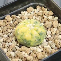 実生　美苗　アストロフィツム　瑠璃兜錦　極上班 Astrophytum asterias f.nudum f.variegata 美斑入り　サボテン　プレステラ90_画像5