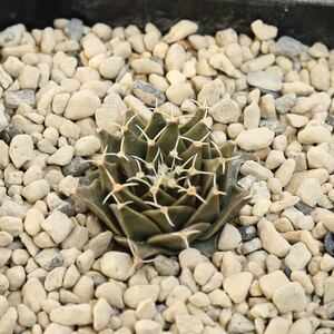 実生　オブレゴニア　帝冠　Obregonia denegrii　一属一種レアサボテン　多肉植物　プレステラ90型鉢