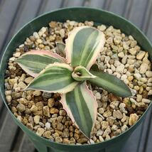 アガベ　五色万代　Agave lophantha ロファンサ　カキコ　多肉植物　3号鉢　斑入り　チタノタ_画像3