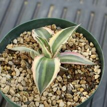 アガベ　五色万代　Agave lophantha ロファンサ　カキコ　多肉植物　3号鉢　斑入り　チタノタ_画像5