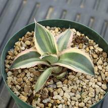 アガベ　五色万代　Agave lophantha ロファンサ　カキコ　多肉植物　3号鉢　斑入り　チタノタ_画像4