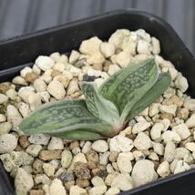 ガステリア　磯松錦　Gasteria 'Isomatsunishiki' 多肉植物　プレステラ90型鉢に植え_画像1