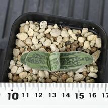 ガステリア　磯松錦　Gasteria 'Isomatsunishiki' 多肉植物　プレステラ90型鉢に植え_画像2