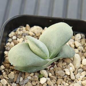 ガステリア　グロメラータ　白雪姫　Gasteria glomerata 'Snow White' 達磨葉　多肉植物　ハオルチア